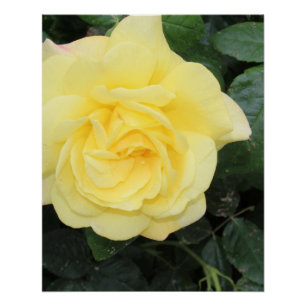 Poster Yello Rose