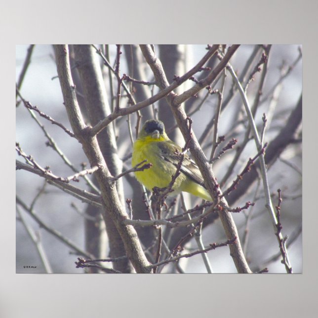 Poster - Yellow Bird in Branches (Front)