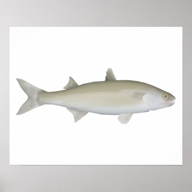 Poster Yellow Eye Mullet (Devant)