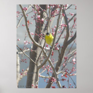 Poster - Yellow Finch in Cherry tree