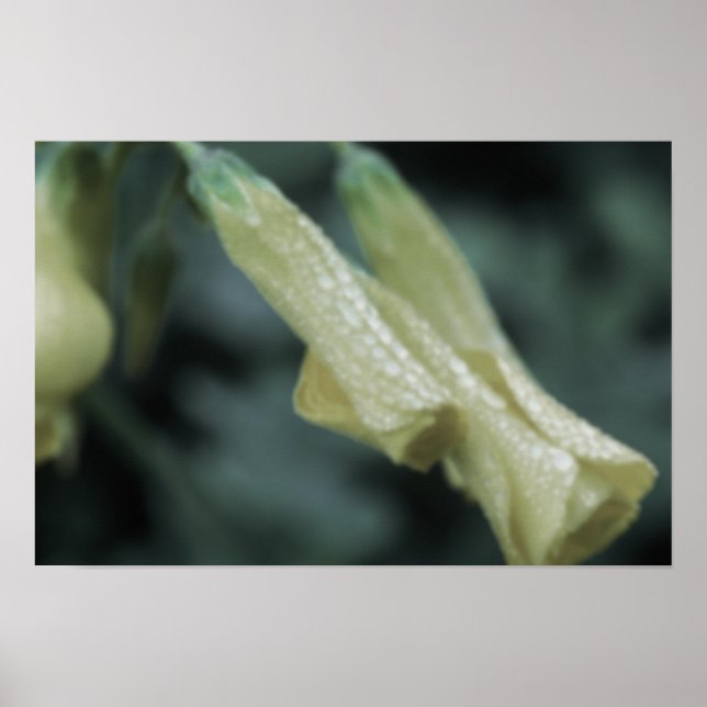 Poster Yellow Flowers - Morning Dew (Devant)