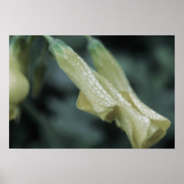 Poster Yellow Flowers - Morning Dew (Devant)