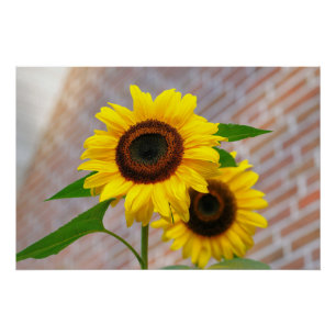 Poster Yellow Hardy Sunflower Art Meilleures photos de to