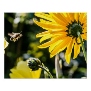 Poster Yellow Hardy Sunflower Art Meilleures photos de to