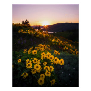 Poster Yellow Hardy Sunflower Meilleures photos de tourne