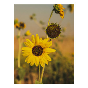 Poster Yellow Hardy Sunflower Meilleures photos de tourne