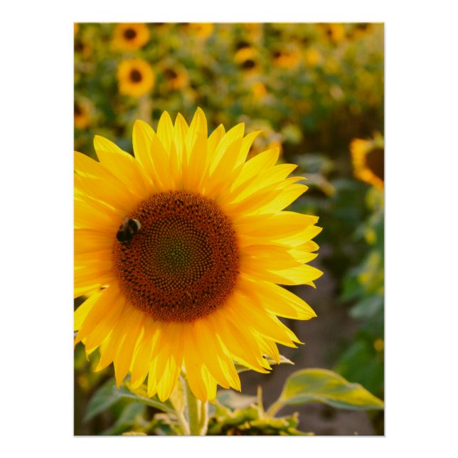 Poster Yellow Hardy Sunflower Meilleures photos de tourne (Devant)