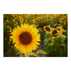 Poster Yellow Hardy Sunflower Meilleures photos de tourne