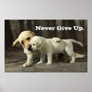 Poster Yellow Labrador Retriever