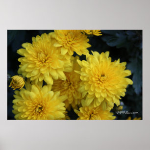 Poster Yellow Mums