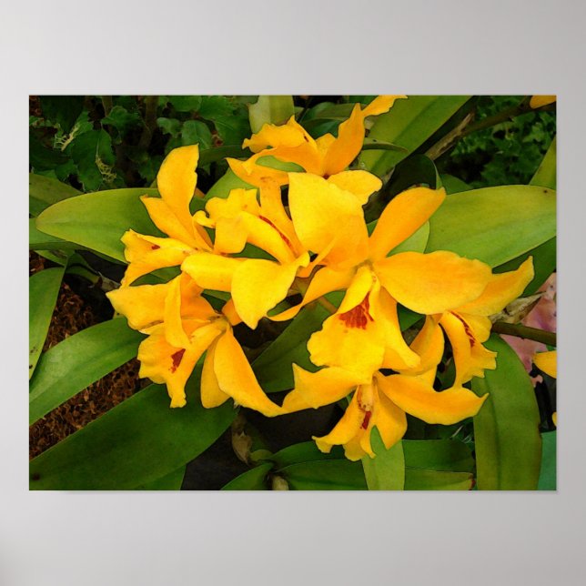 Poster: Yellow Orchid Group Poster (Front)
