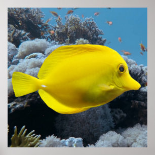 Poster Yellow Tang