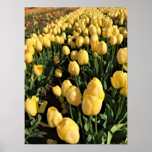 Poster Yellow Tulips à Field, Oregon