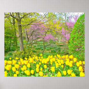 Poster, Yellow Tulips and Redbud Trees Poster