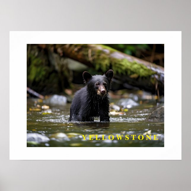 Poster Yellowstone Bear Cub (Devant)