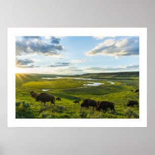 Poster Yellowstone Buffalo