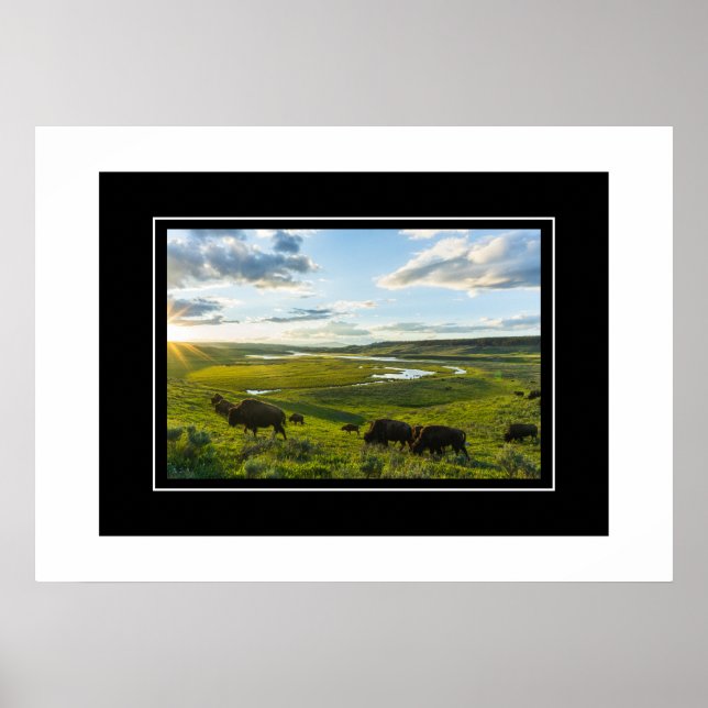 Poster Yellowstone Buffalo (Devant)