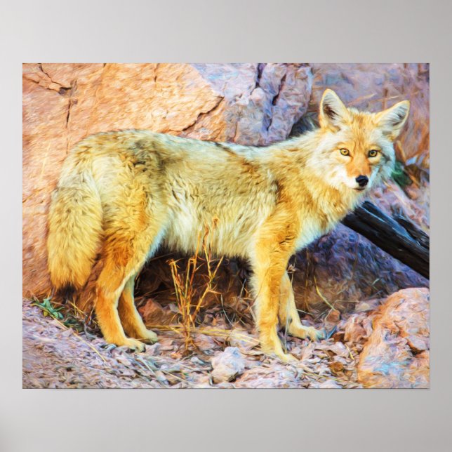 Poster Yellowstone Coyote (Devant)
