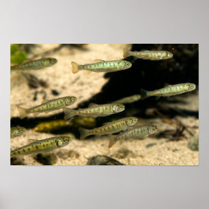 Poster Yellowstone Cutthroat Trout School