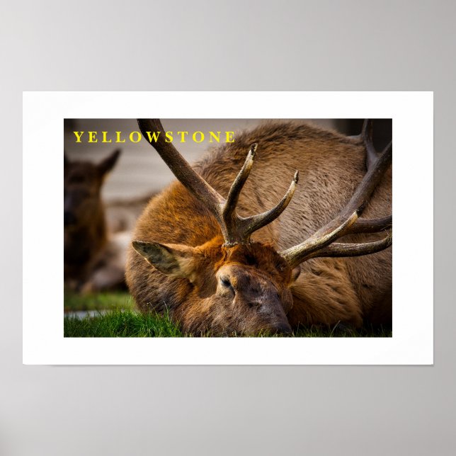 Poster Yellowstone Elk (Devant)