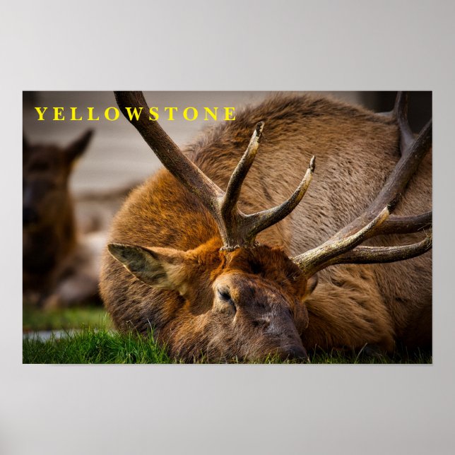 Poster Yellowstone Elk (Devant)