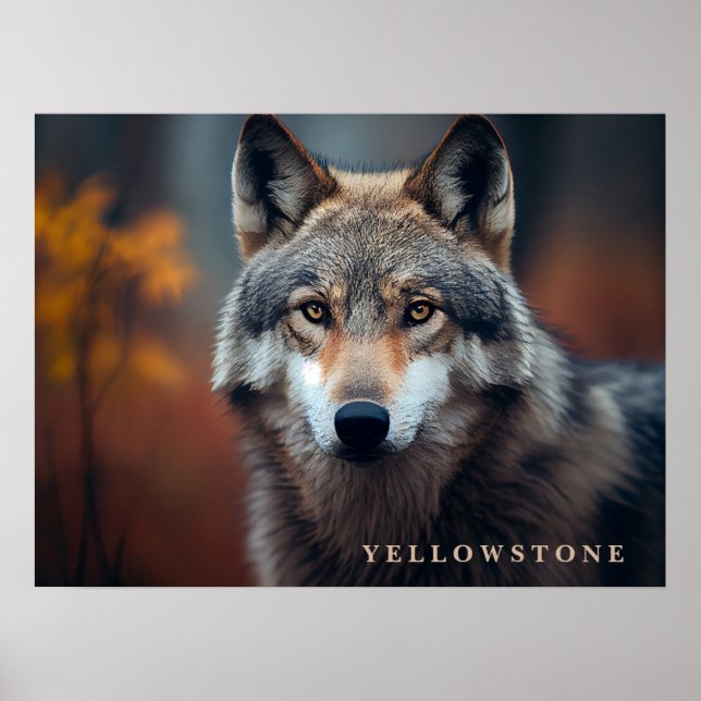 Poster Yellowstone Wolf (Devant)
