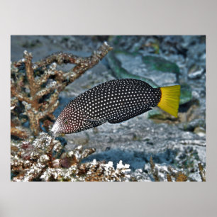 Poster Yellowtail Wrasse