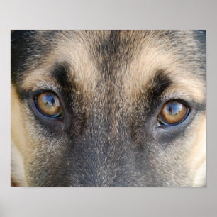 Poster Yeux bergers allemands