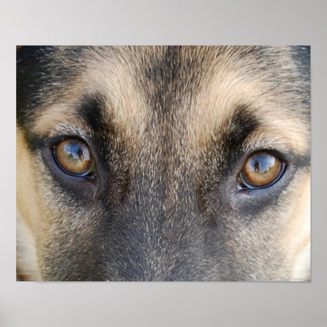 Poster Yeux bergers allemands (Devant)