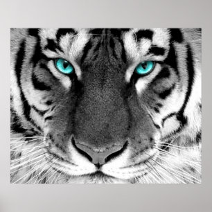 Poster Yeux blancs de l'affiche de tigre