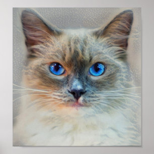 Poster Yeux bleu chat siamois