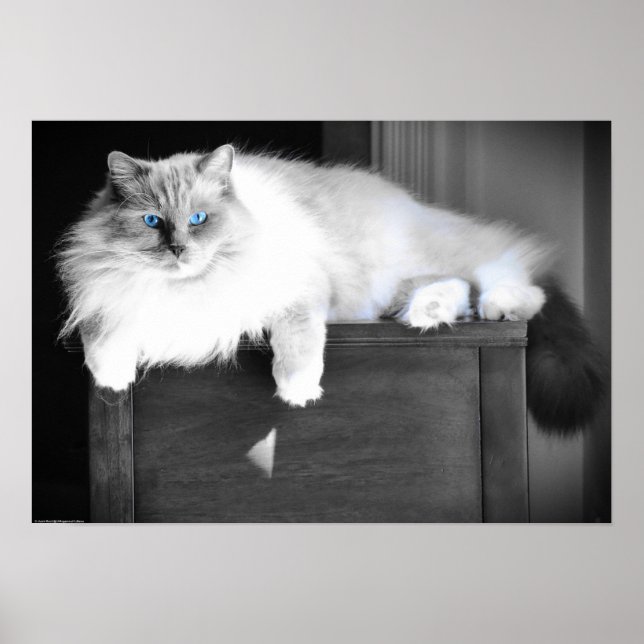 Poster Yeux bleus, (Devant)