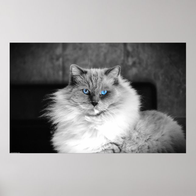 Poster Yeux bleus, (Devant)