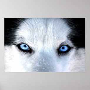 Poster Yeux bleus de chien de traîneau sibérien
