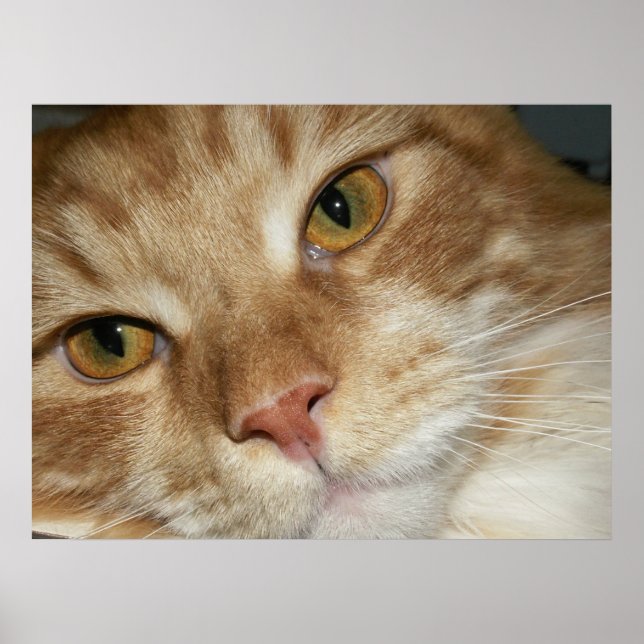 Poster Yeux de chat orange (Devant)
