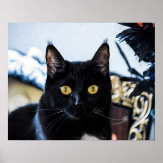 Poster yeux de chaton magique