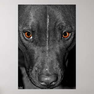 Poster Yeux de pitbull. En noir et blanc et couleur