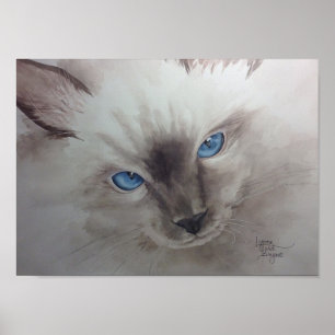 Poster Yeux de Ragdoll