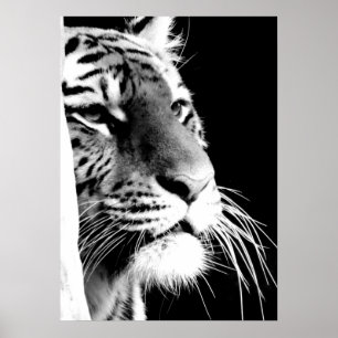 Poster Yeux de tigres noirs et blancs