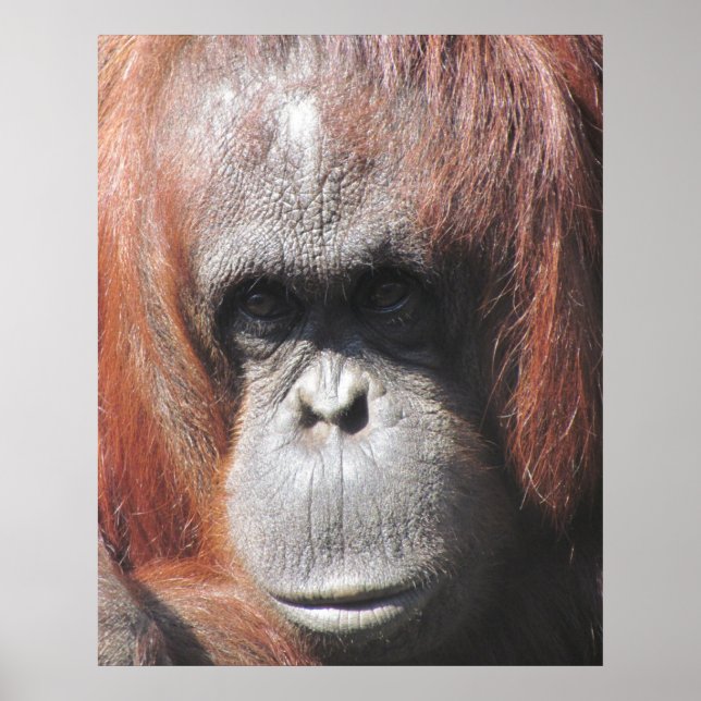 Poster Yeux d'Orangoutan (Devant)