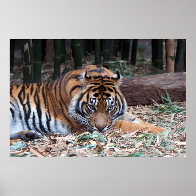 Poster Yeux du tigre (Devant)