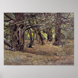 Poster Yews in the Old Yew Wood