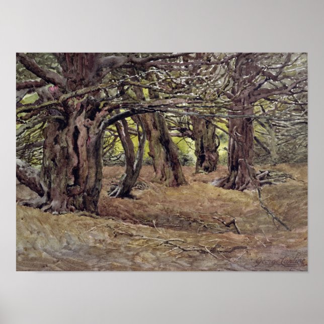 Poster Yews in the Old Yew Wood (Devant)