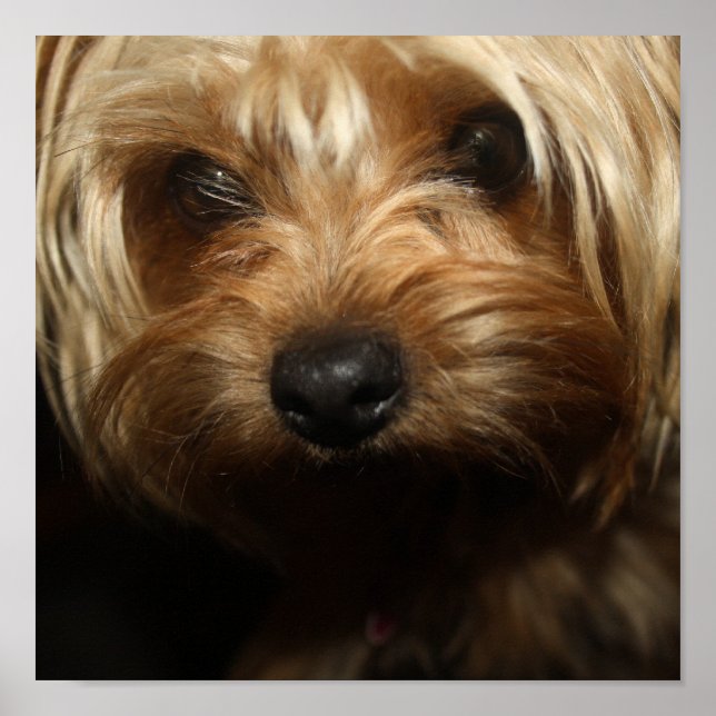 Poster Yorkie (Devant)