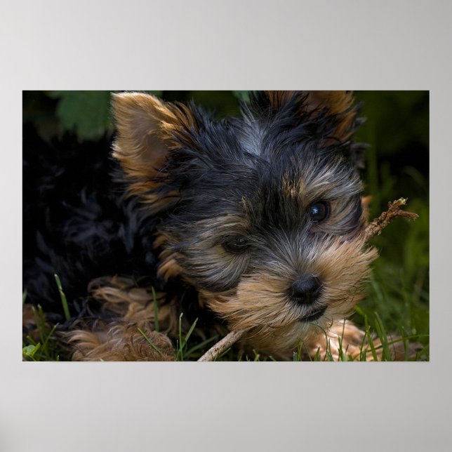 Poster Yorkshire (Devant)