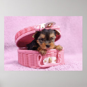 Poster Yorkshire terrier