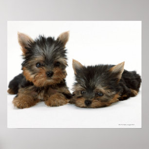 Poster Yorkshire Terrier