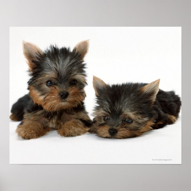 Poster Yorkshire Terrier (Devant)