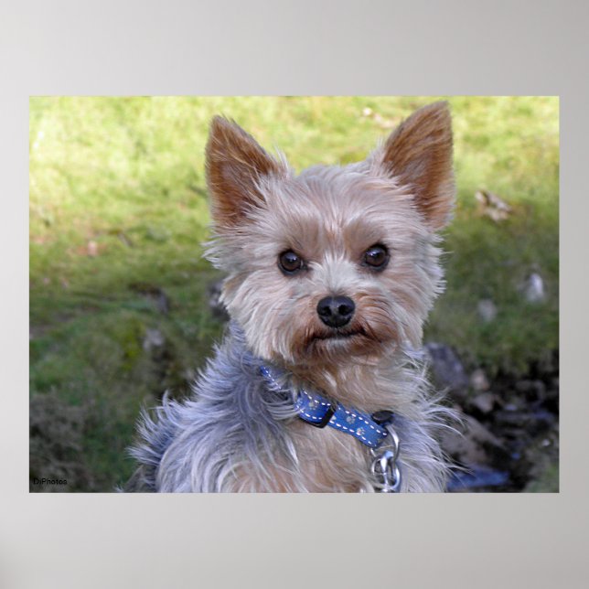 Poster Yorkshire Terrier (Devant)