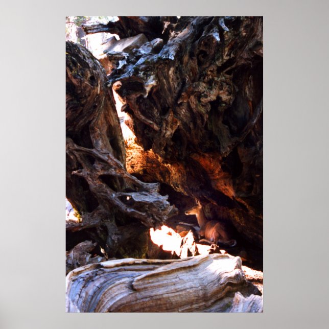 Poster Yosemite Deer (Devant)